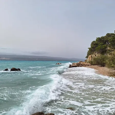 Oliva لوكفا روجوزنيكا